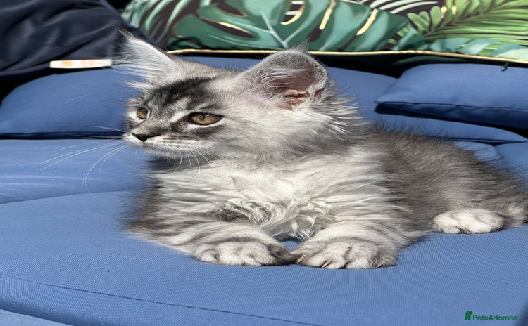 Maine Coon cats - Advert 4