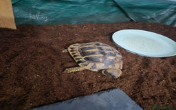 Hermann Tortoise reptiles for sale: Ted the Tortoise - Image 2
