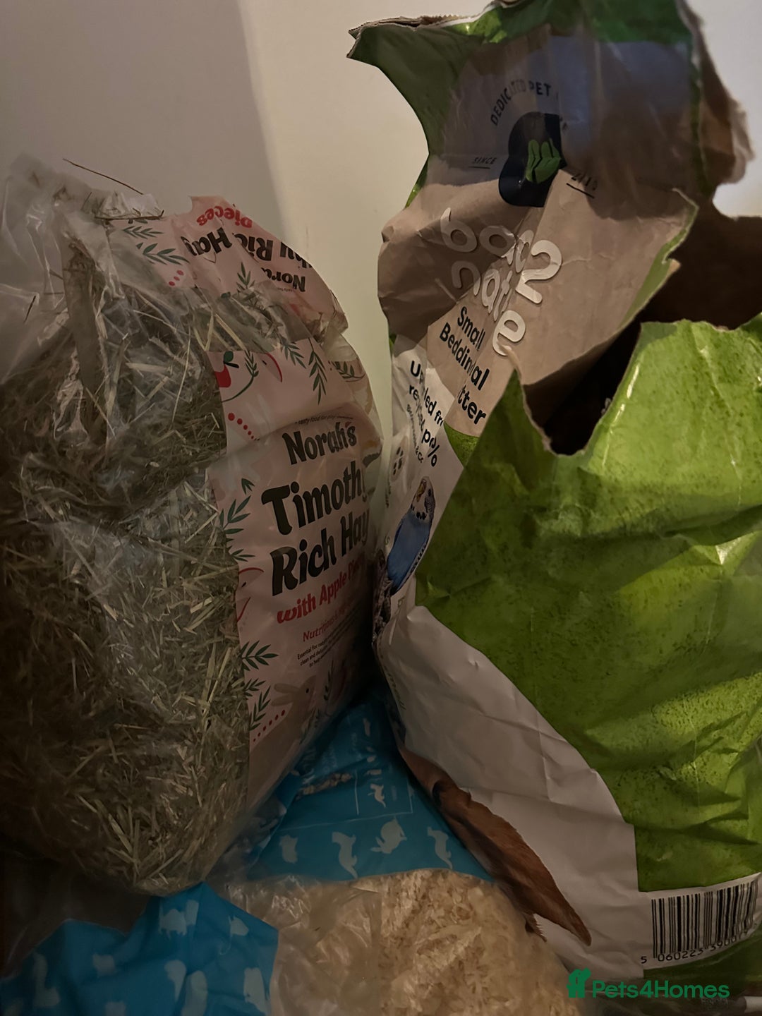 Mini Lop rabbits for sale: Two bonded female rabbits - Advert 8