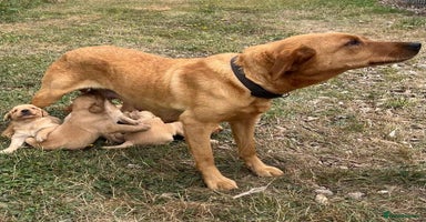 Goldador dogs - Advert 1