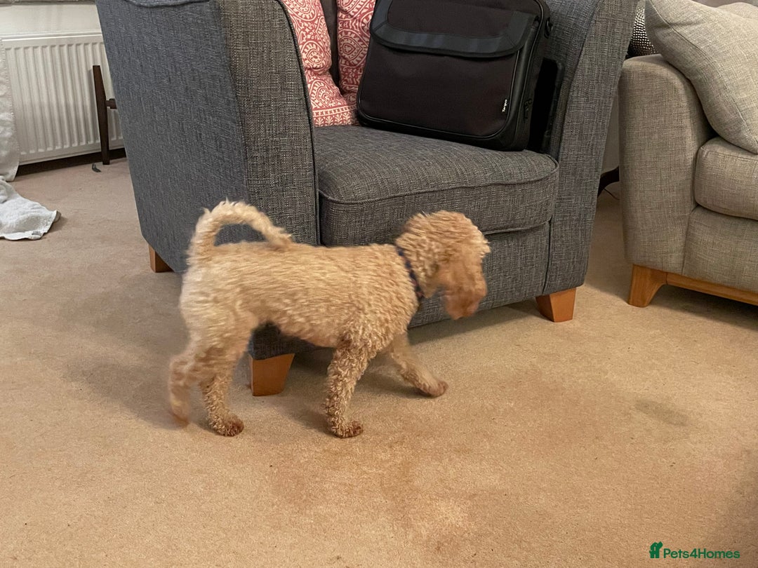 Toy Poodle dogs for sale: Beautiful KC Reg Toy Poodle (Health Tested) - Advert 8
