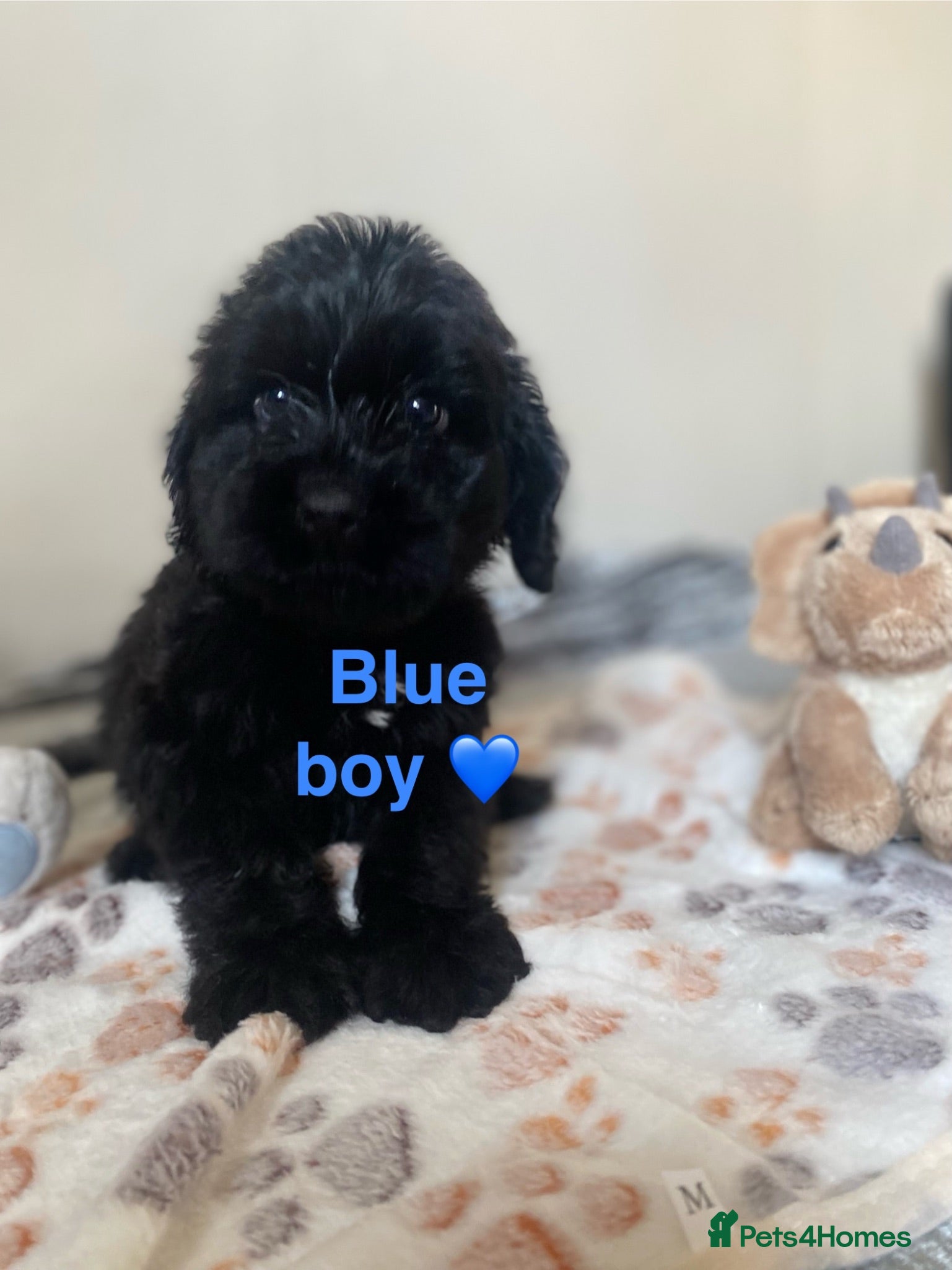 Cockapoo dogs 💕 cockapoo pups 💕 - Advert 5