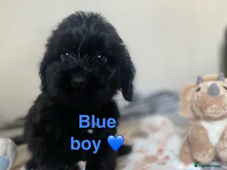 Cockapoo dogs 💕 cockapoo pups 💕 - Advert 5
