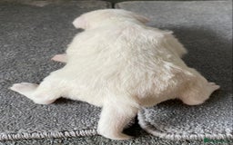 Jack Russell dogs for sale: 6 Jack Russell Puppies  - Advert 41