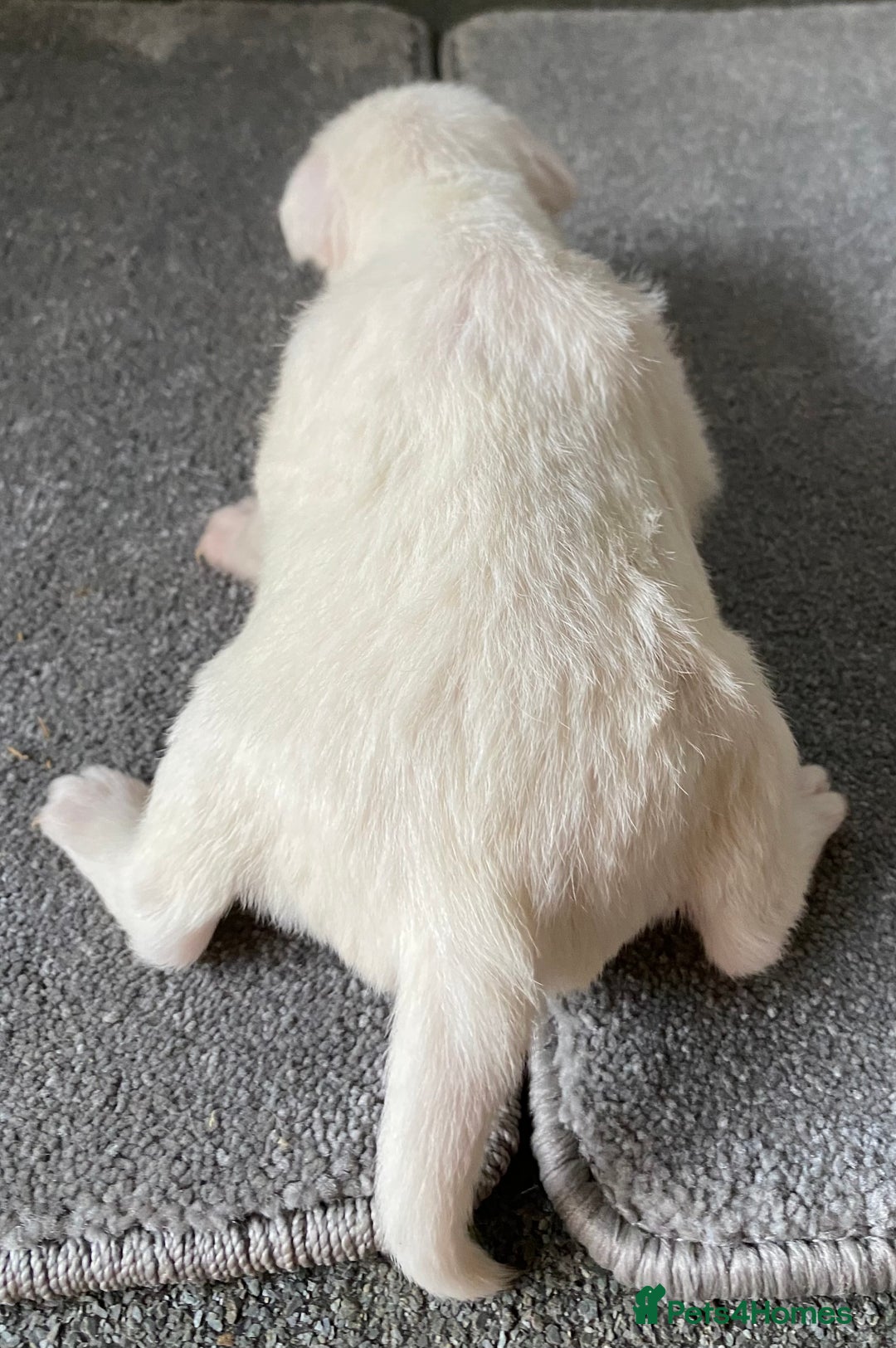 Jack Russell dogs for sale: 6 Jack Russell Puppies  - Advert 41