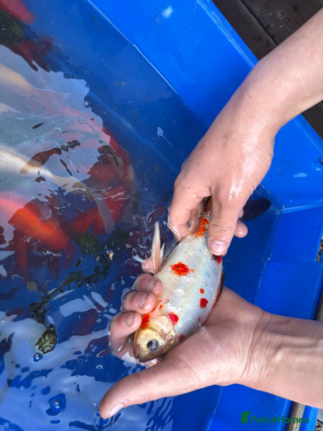 Koi Carp fish for sale: Pond closure  in West Bromwich - Advert 32