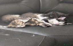 Domestic Shorthair cats for sale: Kind Homes Only – 4 Beautiful Healthy Kittens in Edgware - Image 35