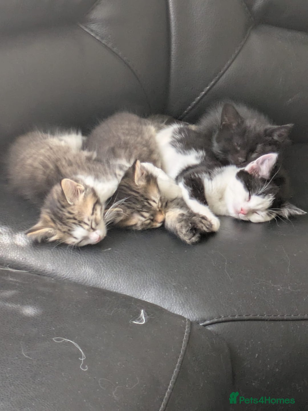 Domestic Shorthair cats for sale: Kind Homes Only – 4 Beautiful Healthy Kittens in Edgware - Image 35