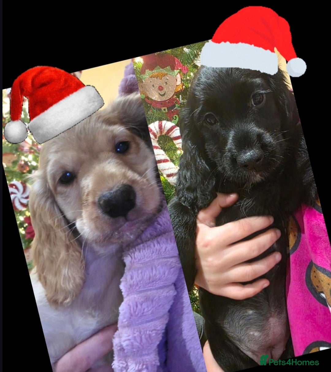 Cocker Spaniel dogs for sale: Working Cocker Spaniel Puppies - Advert 1