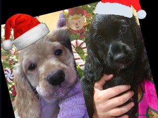 Cocker Spaniel dogs Working Cocker Spaniel Puppies - Advert 1