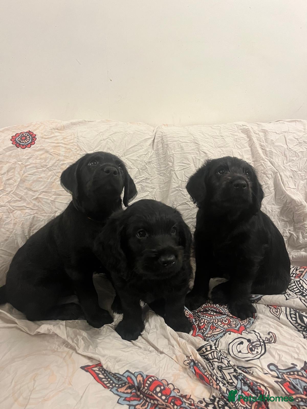 Labradoodle dogs Lovely Labradoodle puppies! 🐶  - Advert 1