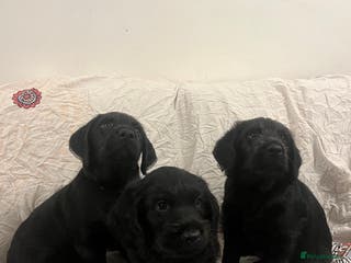 Labradoodle dogs Lovely Labradoodle puppies! 🐶 - Advert 1