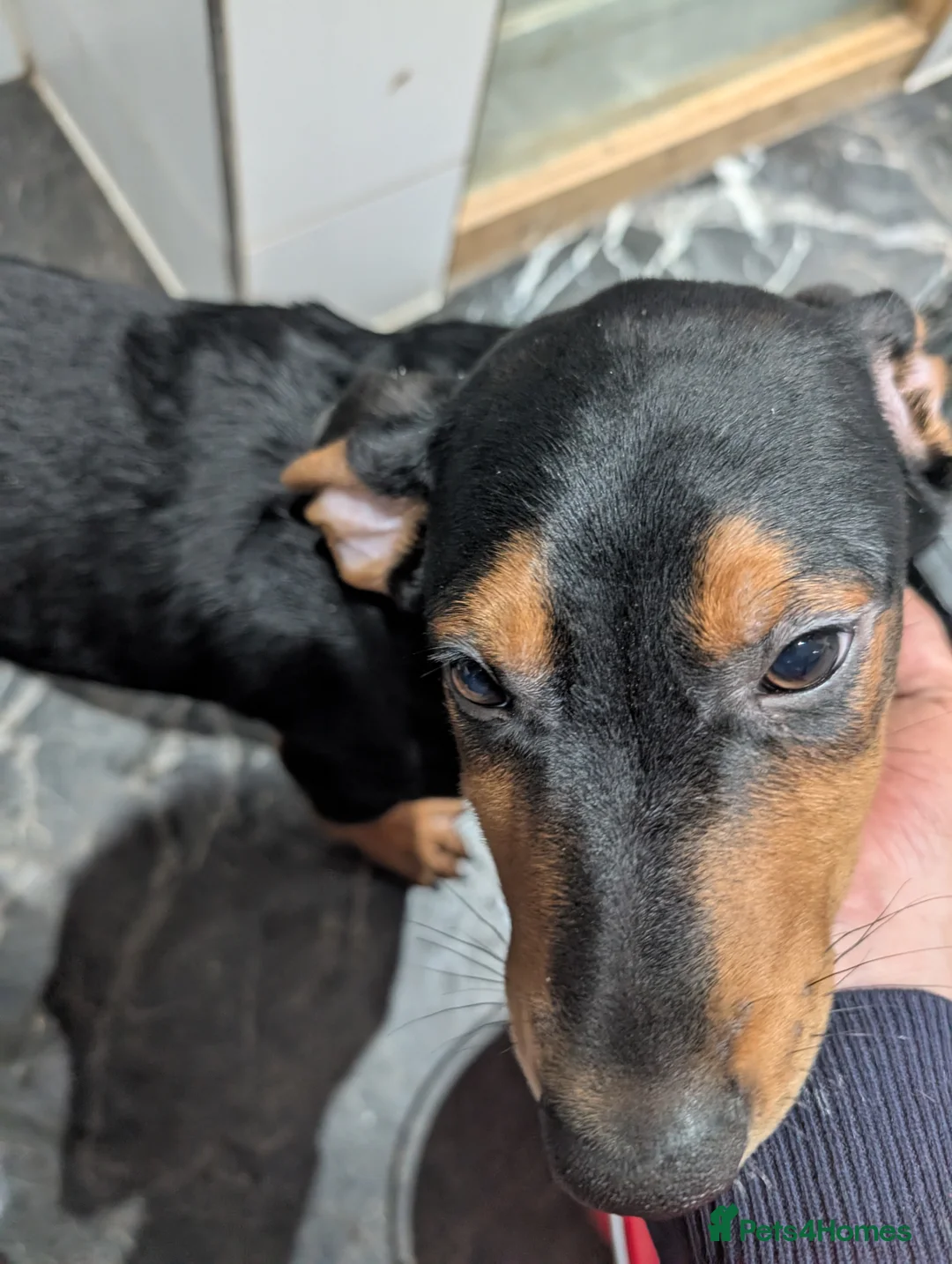 Mixed Breed dogs for sale: 2 Boys🐕🐾Kelpie x Chinese Red Dog - Advert 4