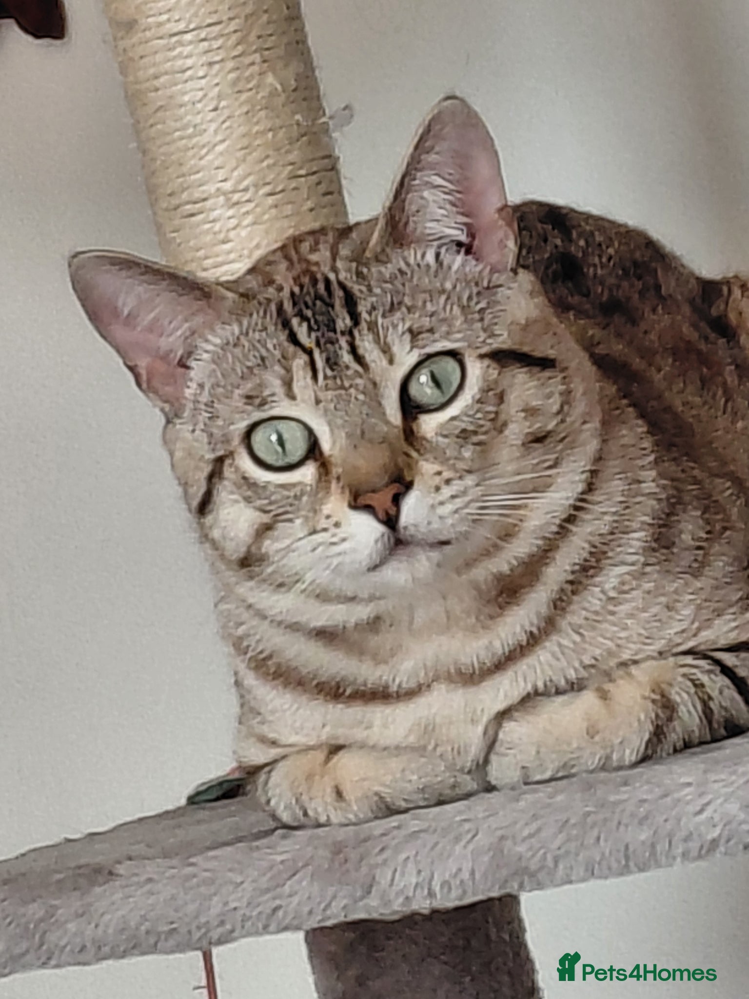 Bengal cats for sale: Snow Bengal cat for sale - Advert 1