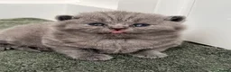 British Shorthair cats for sale: British shorthair kitten  - Advert 13