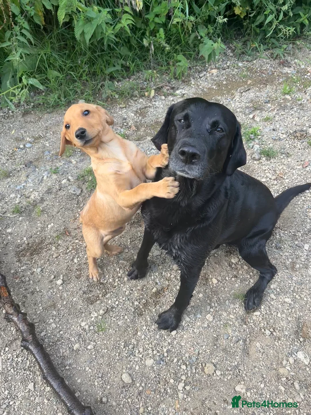 Labrador Retriever dogs for stud: KC Labrador for Stud 16 Champions in Lineage - Advert 16