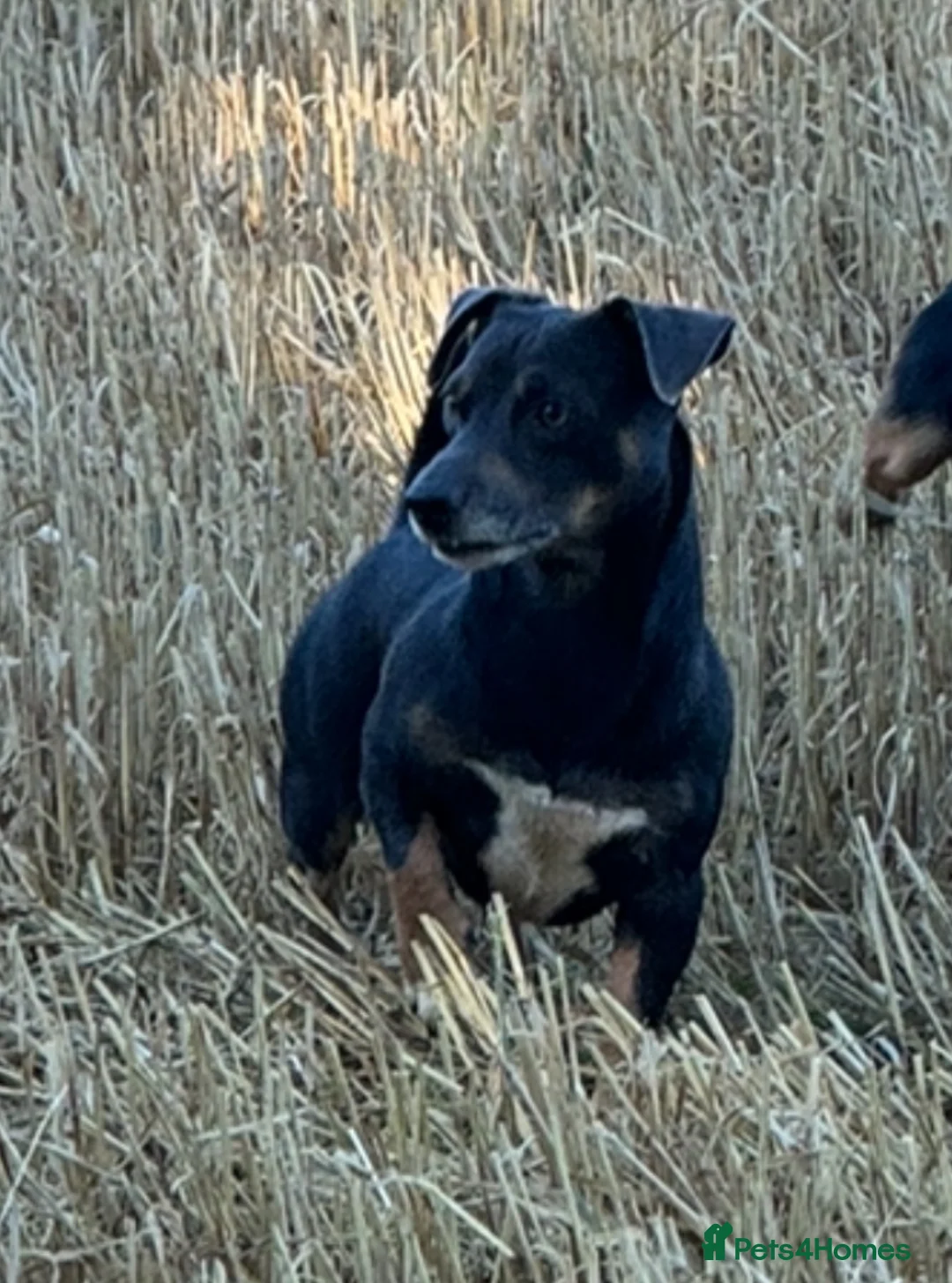 Jack Russell dogs for stud: Jack Russell for stud  - Advert 2