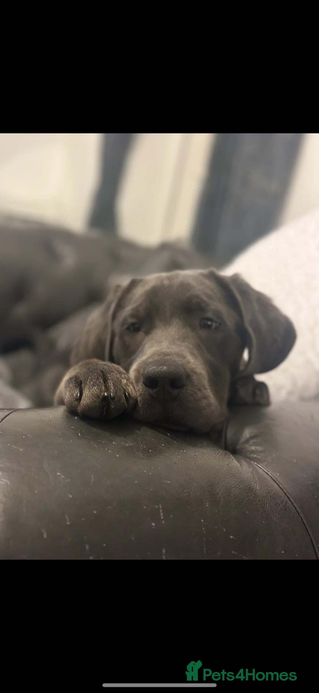 Labrador Retriever dogs for sale: Charcoal Labrador boy in Wellington - Advert 2