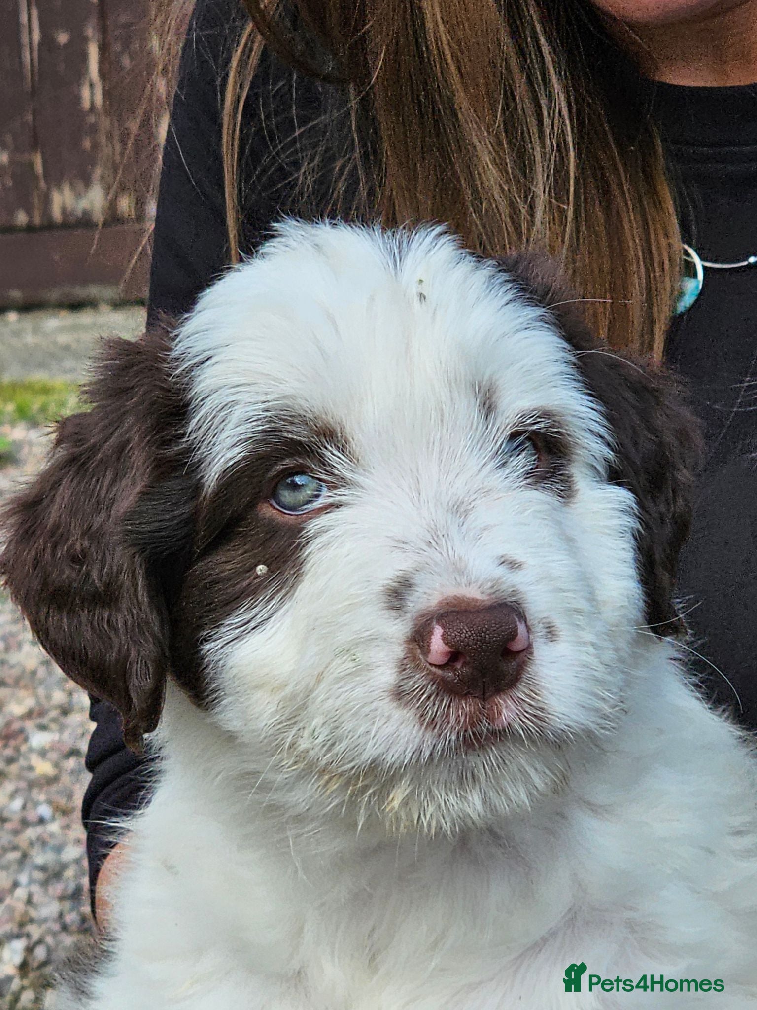 Mixed Breed dogs Handsome Black/white and brown/white boy puppies - Advert 2