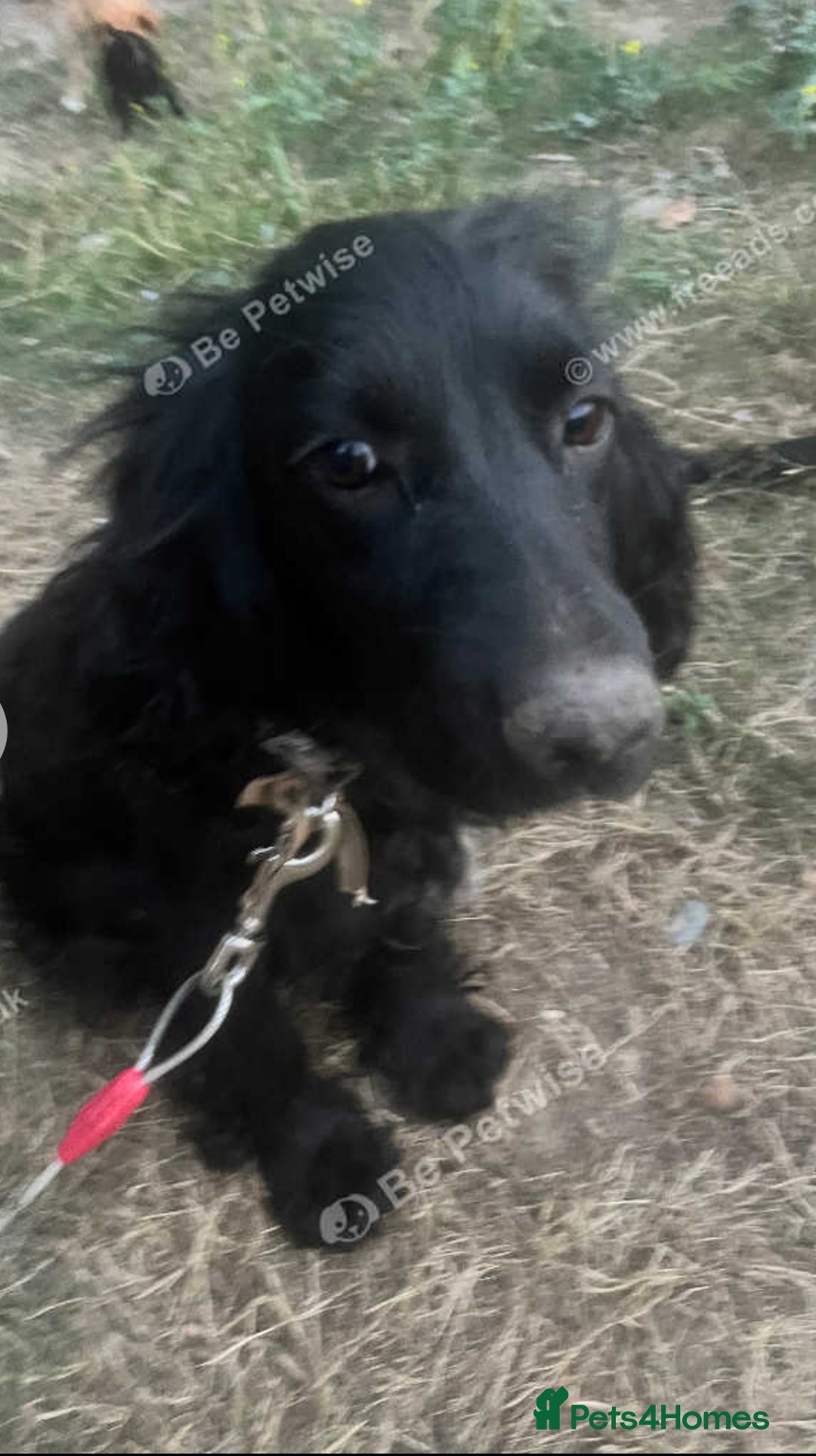 Mixed Breed dogs for sale: Milo spaniel cross jack russell pup - Image 6