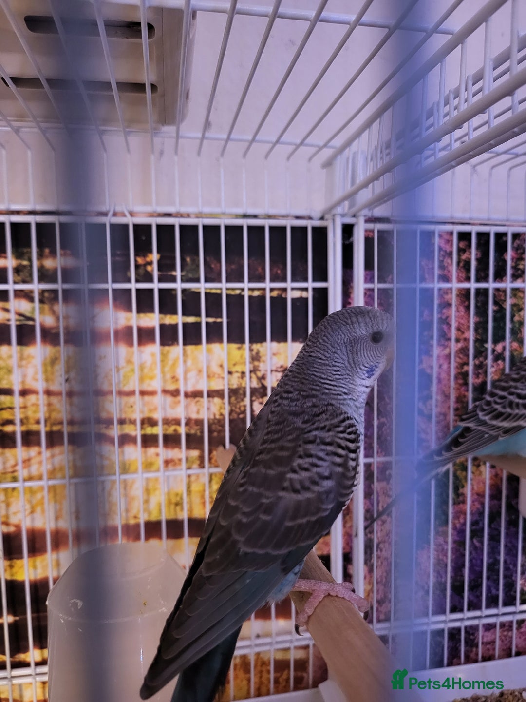 Budgerigars birds for sale: Blackface/blackwing - Advert 6