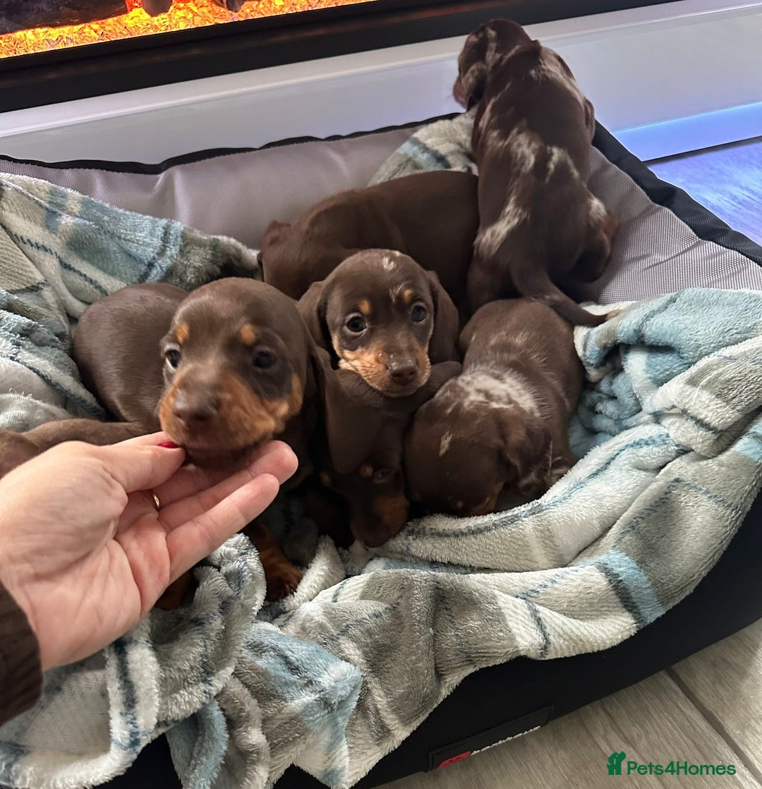Miniature Dachshund dogs for sale: Miniature dachshund puppies - Image 6