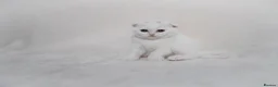 Scottish Fold cats for sale: Sottish Fold Beautiful kittens🐾 - £650 Each - Advert 6