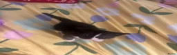 Mixed Breed cats for sale: 5 gorgeous kittens for sale - Advert 19