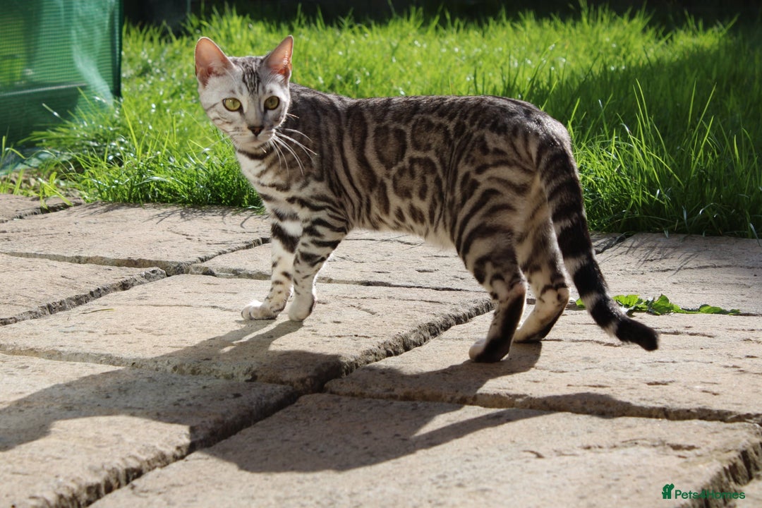 Bengal cats for sale: Snow lynx bengal female kitten  - Advert 2