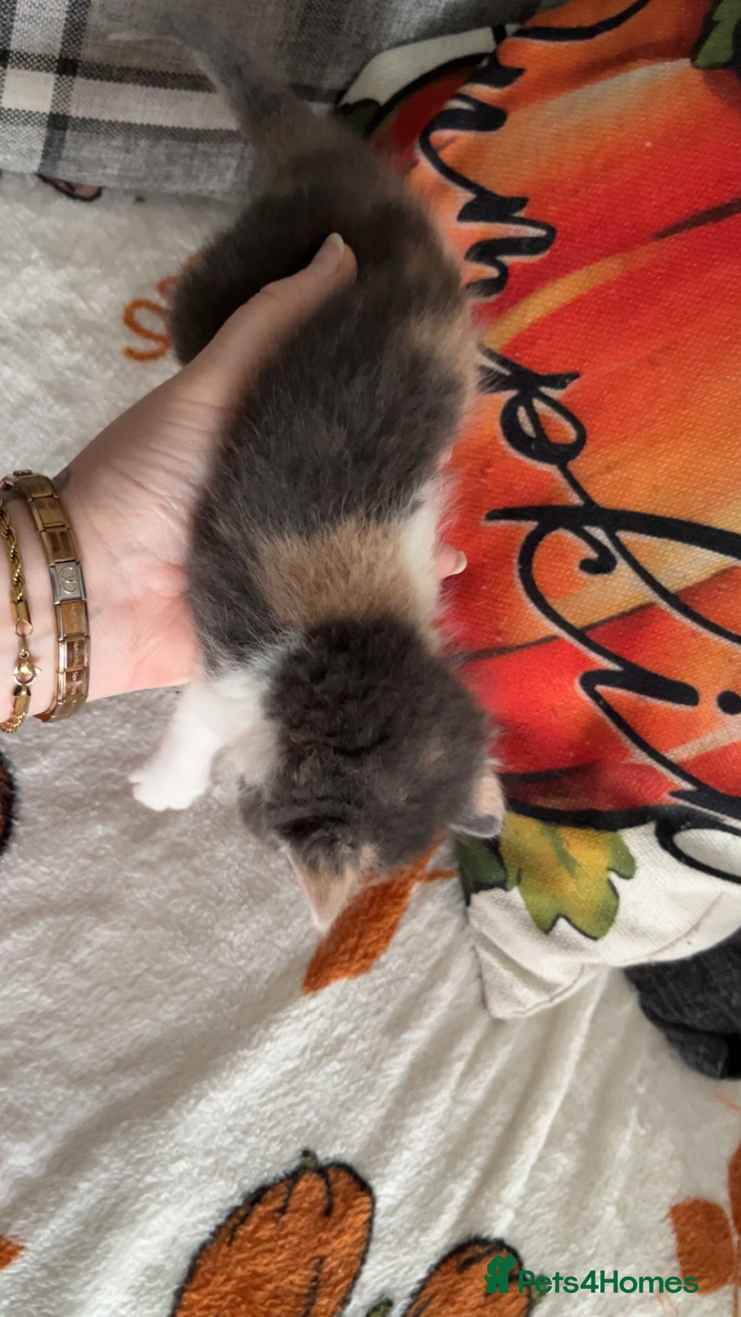 Mixed Breed cats for sale: Kittens for sale 1 female and 1 male  - Image 7