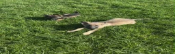 German Shepherd dogs for sale: 2 German Shepherd Pups in Huddersfield - Advert 5