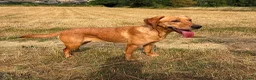Labrador Retriever dogs for sale: KC Labrador Female in Alfreton - Advert 3