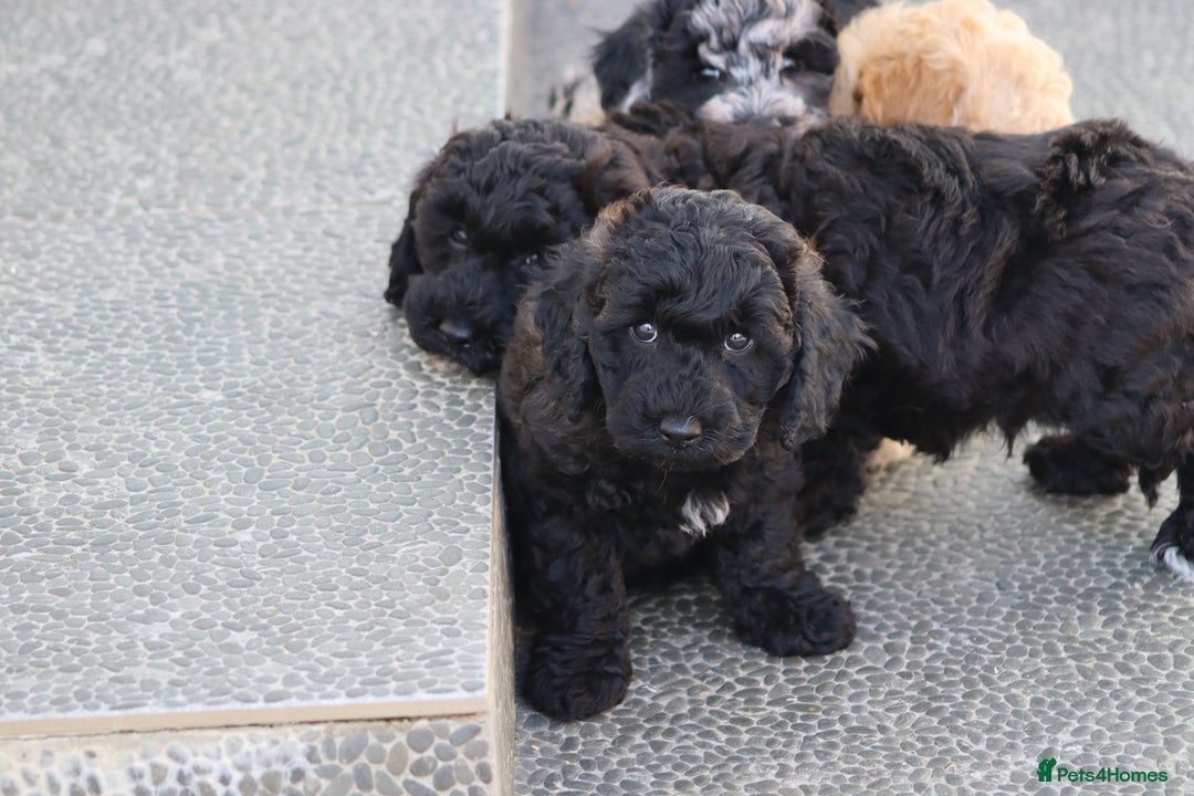 Poochon dogs for sale: F1 Poochon puppies For Sale  - Image 17