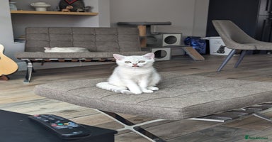 British Shorthair cats - Advert 8