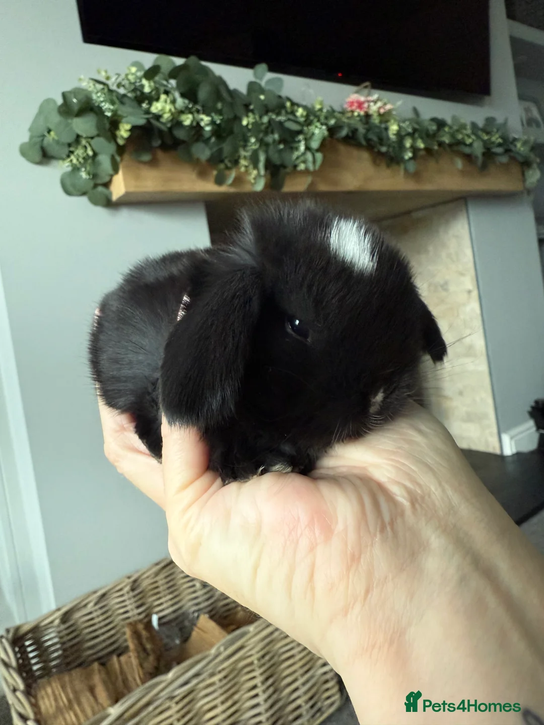 Mini Lop rabbits for sale: Beautiful mini lops available to reserve  - Advert 4