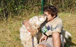 English Setter dogs for adoption: Curro in Preston - Image 2