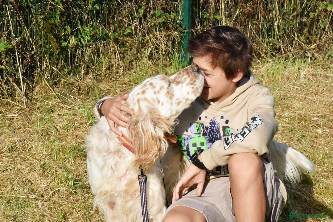 English Setter dogs for adoption: Curro in Preston - Image 2