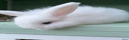 Lionhead rabbits for sale: Female white baby bunny  - Advert 3