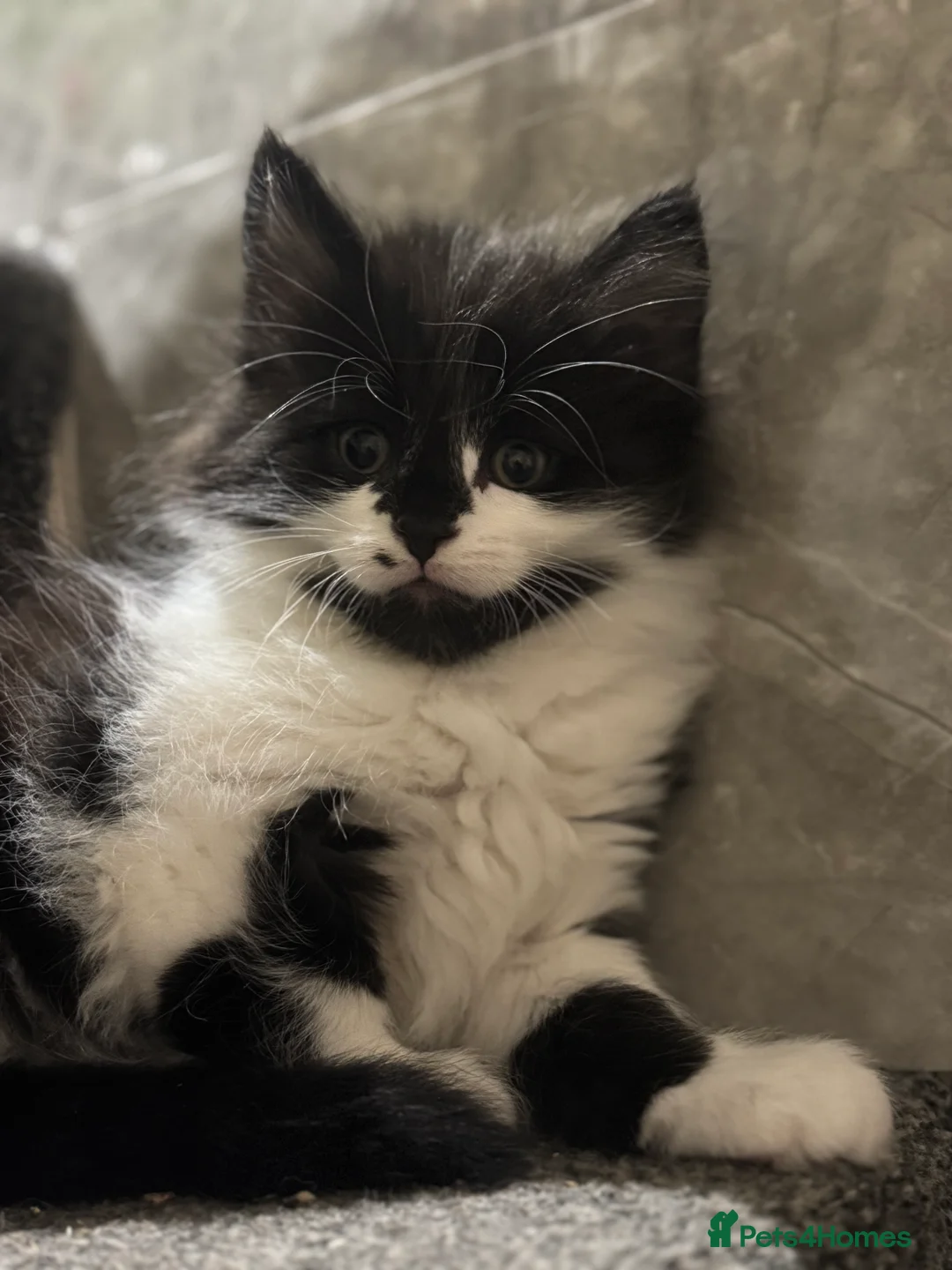 Mixed Breed cats for sale: 3/4 Maine coon long haired  - Advert 5