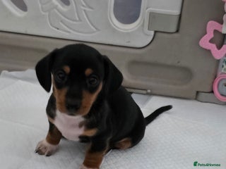 Miniature Dachshund dogs Beautiful Litter of Miniature Dachshund✨️s - Advert 13