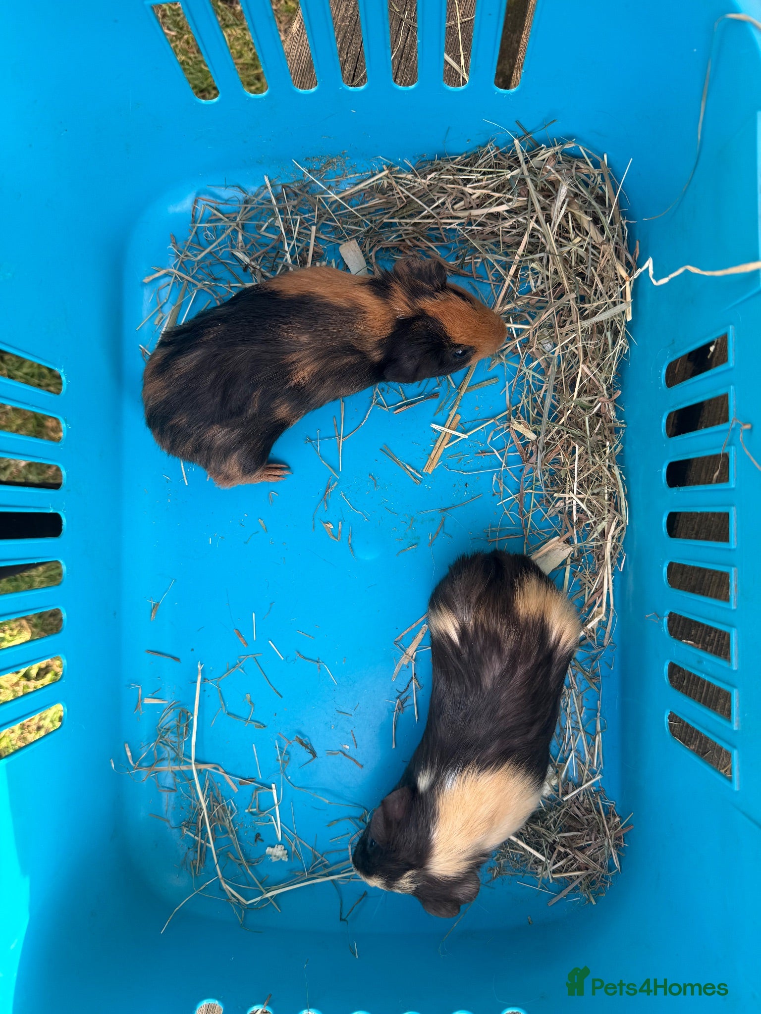 Guinea Pig rodents Baby male guinea pigs ready to go now  - Advert 1
