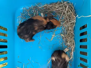 Guinea Pig rodents Baby male guinea pigs ready to go now - Advert 6