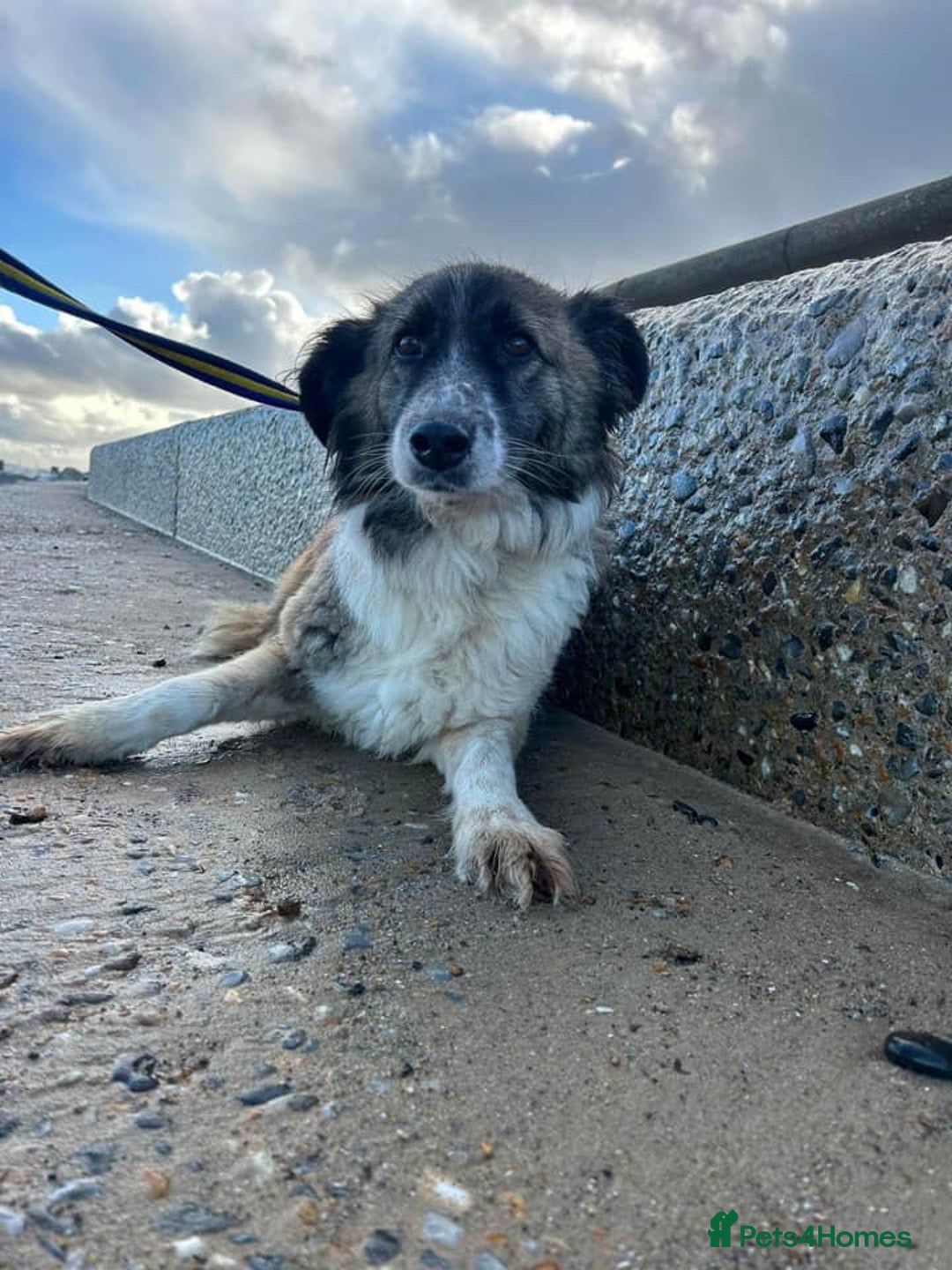 Mixed Breed dogs for adoption: Hilda - Norwich Norfolk  - Image 31