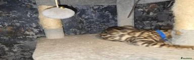 Bengal 4