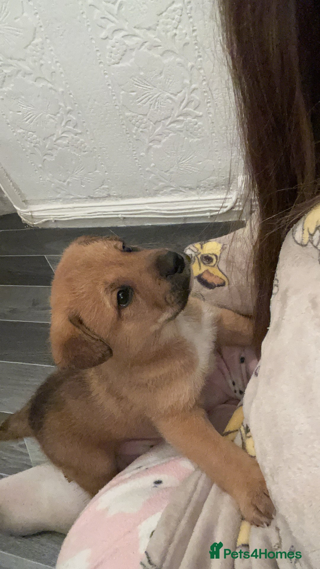 Mixed Breed dogs for sale: *only 1 male left* Malkita puppies 4 boys - Advert 14