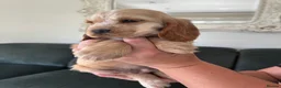 Cocker Spaniel dogs for sale: Quality DNA clear show cocker spaniels  - Advert 12