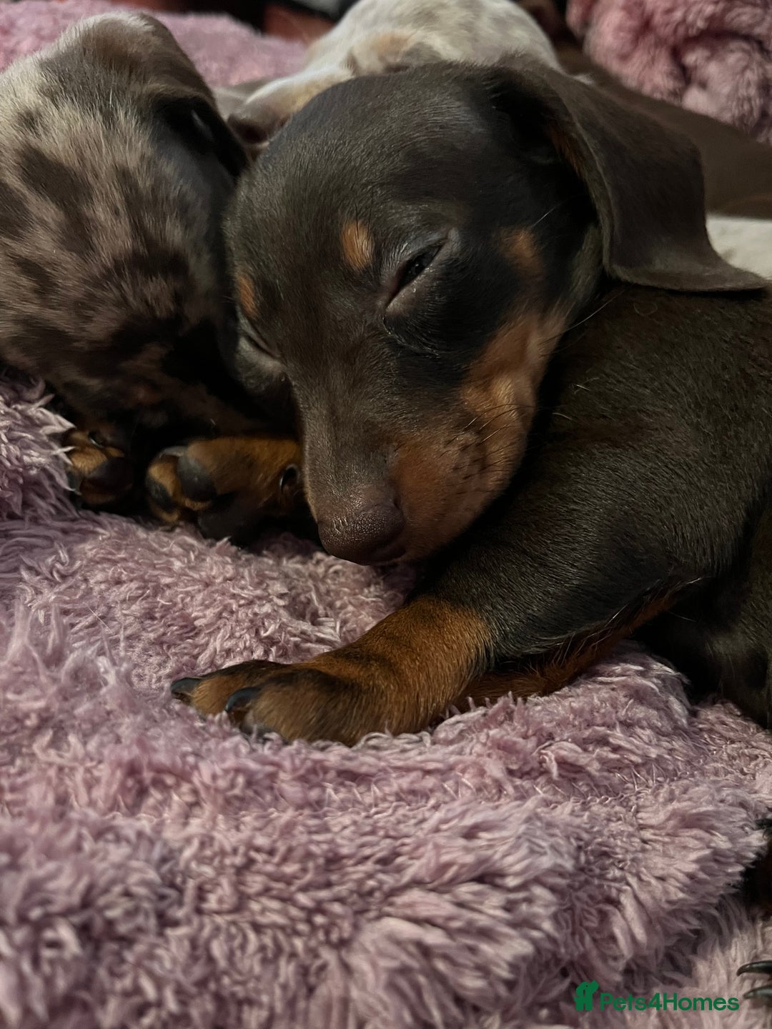 Dachshund dogs for sale: Beautiful miniature dachshunds  - Image 11