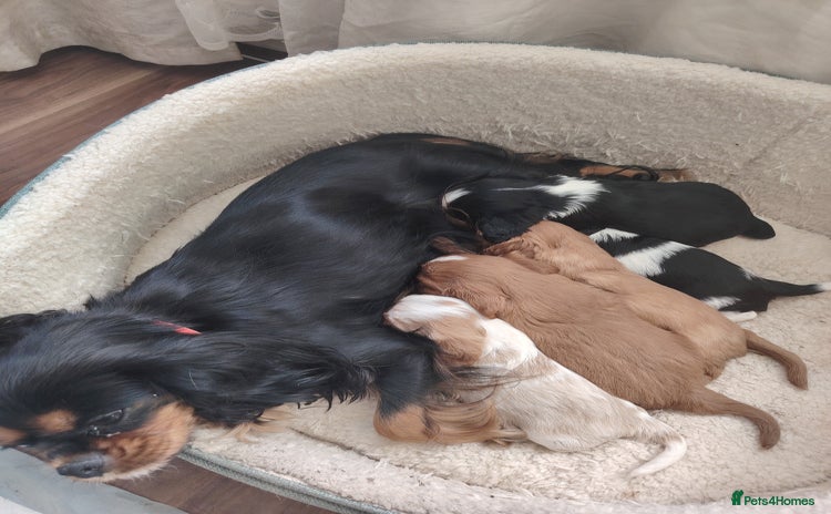 Cavalier King Charles Spaniel dogs - Advert 12