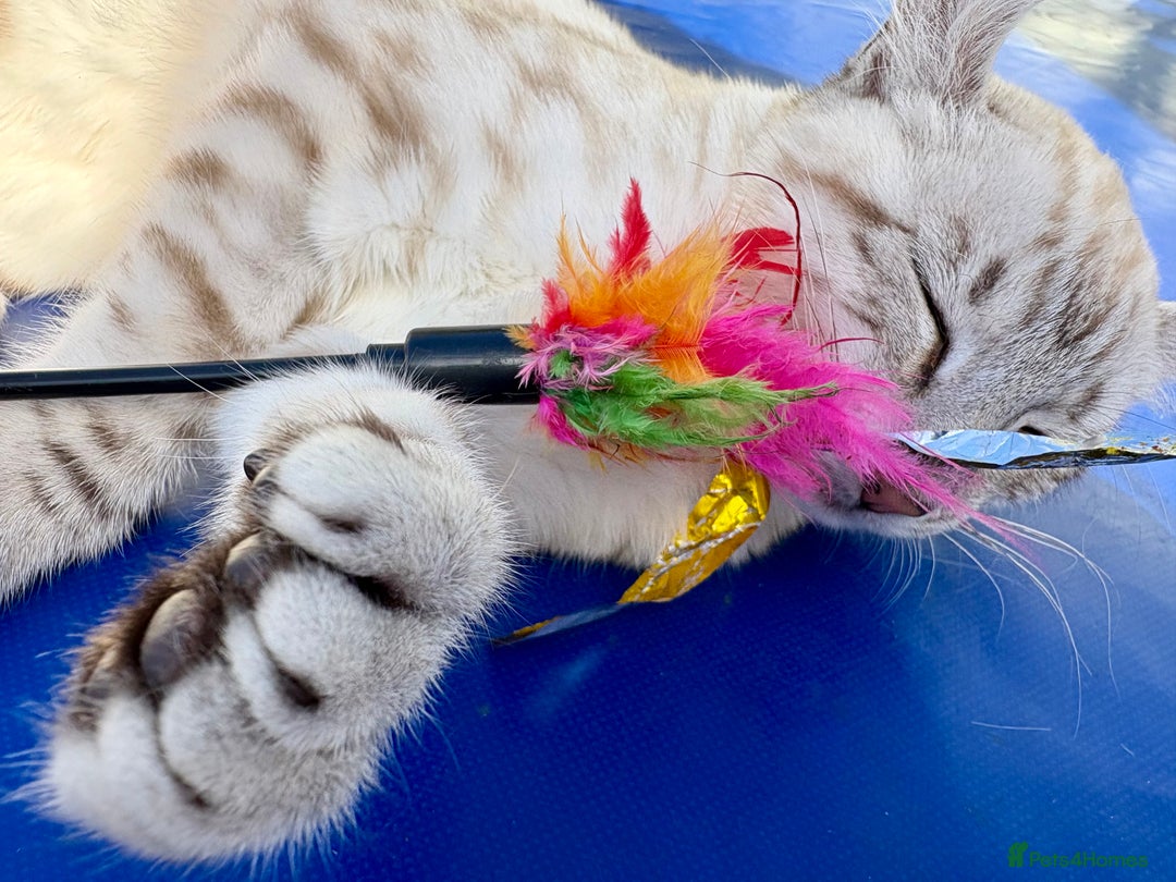 Keetso cats for sale: Breath taking polydactyl curled eared girl  - Image 17