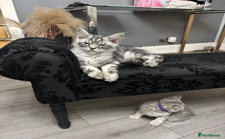 Maine Coon cats - Advert 8